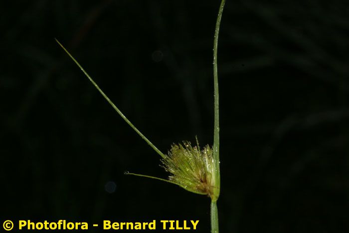 Taken Aug 15, 2006 by Photoflora - Bernard TILLY (©)