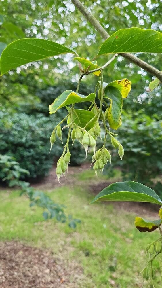 Pterostyrax corymbosus Siebold & Zucc. (Weltflora) - Pl@ntNet identify