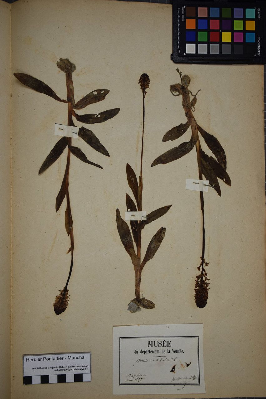 Taken Apr 30, 1875 by Tela Botanica − Herbier PONTARLIER-MARICHAL (cc-by-sa)