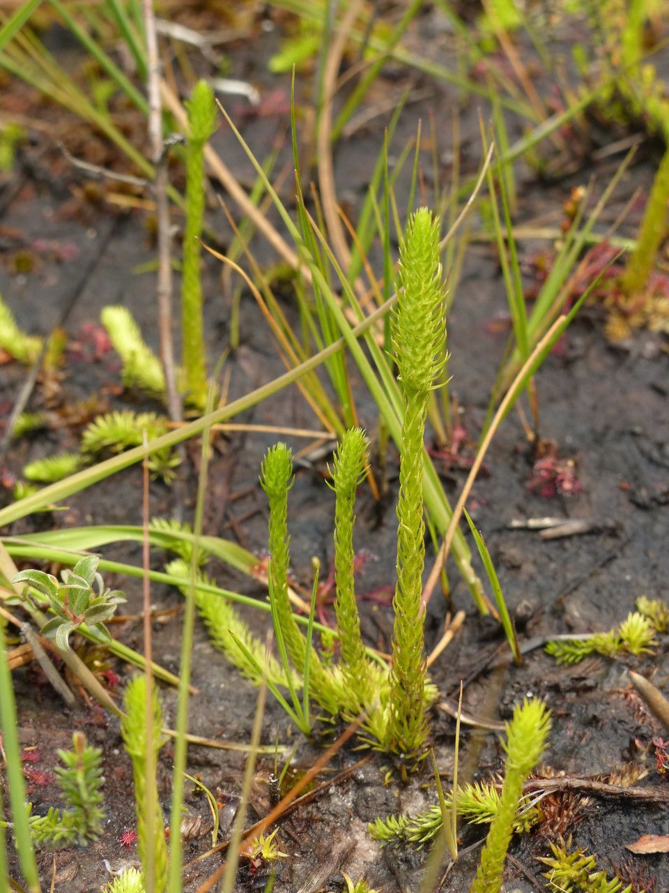 Taken Jul 25, 2014 by Tela Botanica − Aurélien DAVROUX (cc-by-sa)