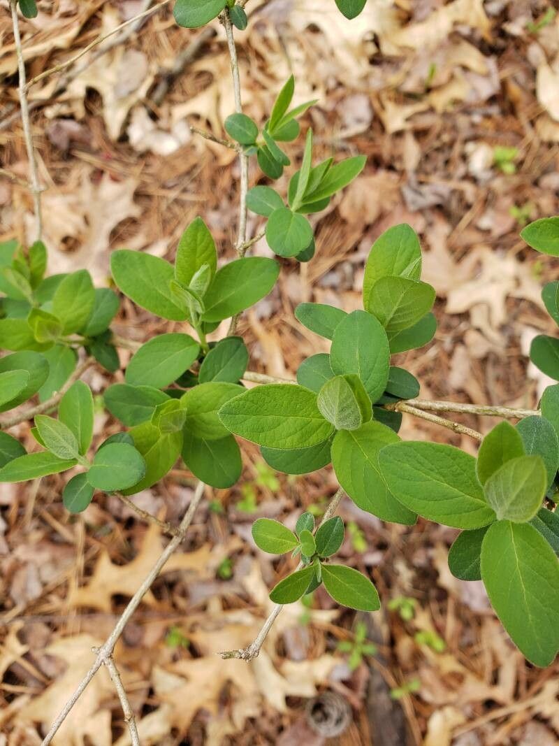 Lonicera morrowii A. Gray, Morrows Heckenkirsche (Invasive Pflanzen) -  Pl@ntNet identify