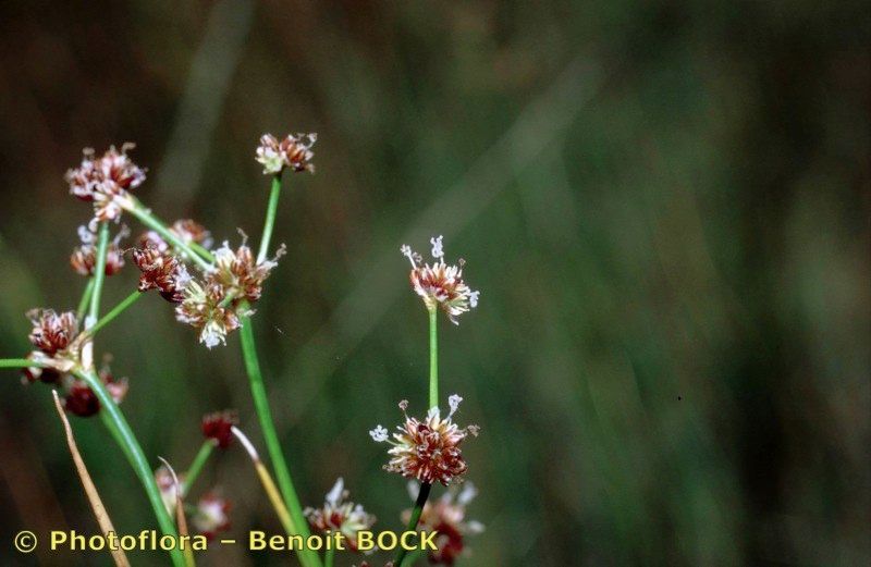 Taken Jul 15, 1996 by Photoflora - Benoit BOCK (©)