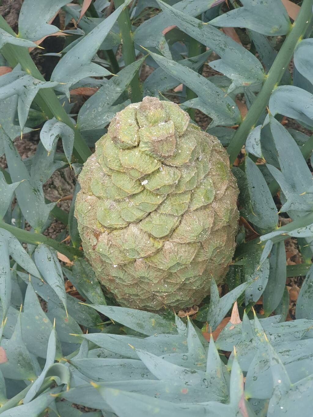 その他多肉植物 ABC Encephalartos horridus Encephalartos horridus - The Ruth Bancroft Garden & Nursery