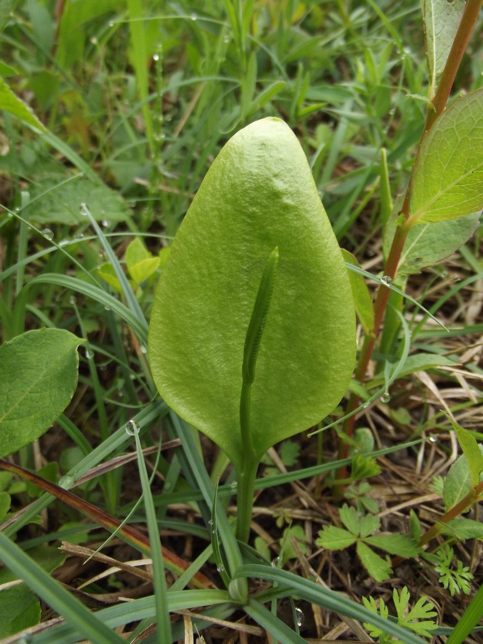 Taken May 12, 2014 by Tela Botanica − Jean-Claude ECHARDOUR (cc-by-sa)