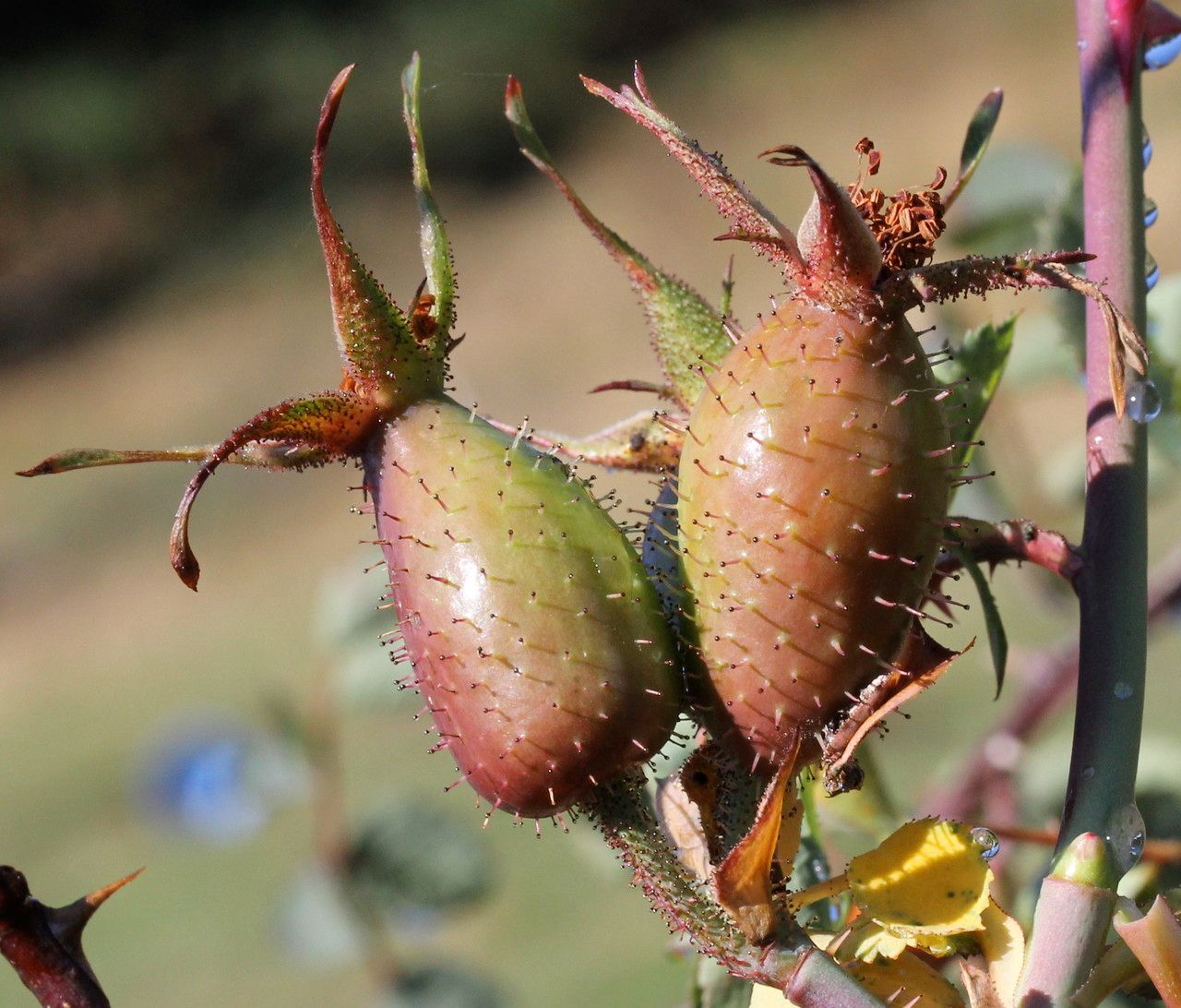 Taken Sep 23, 2014 by Tela Botanica − Marie PORTAS (cc-by-sa)