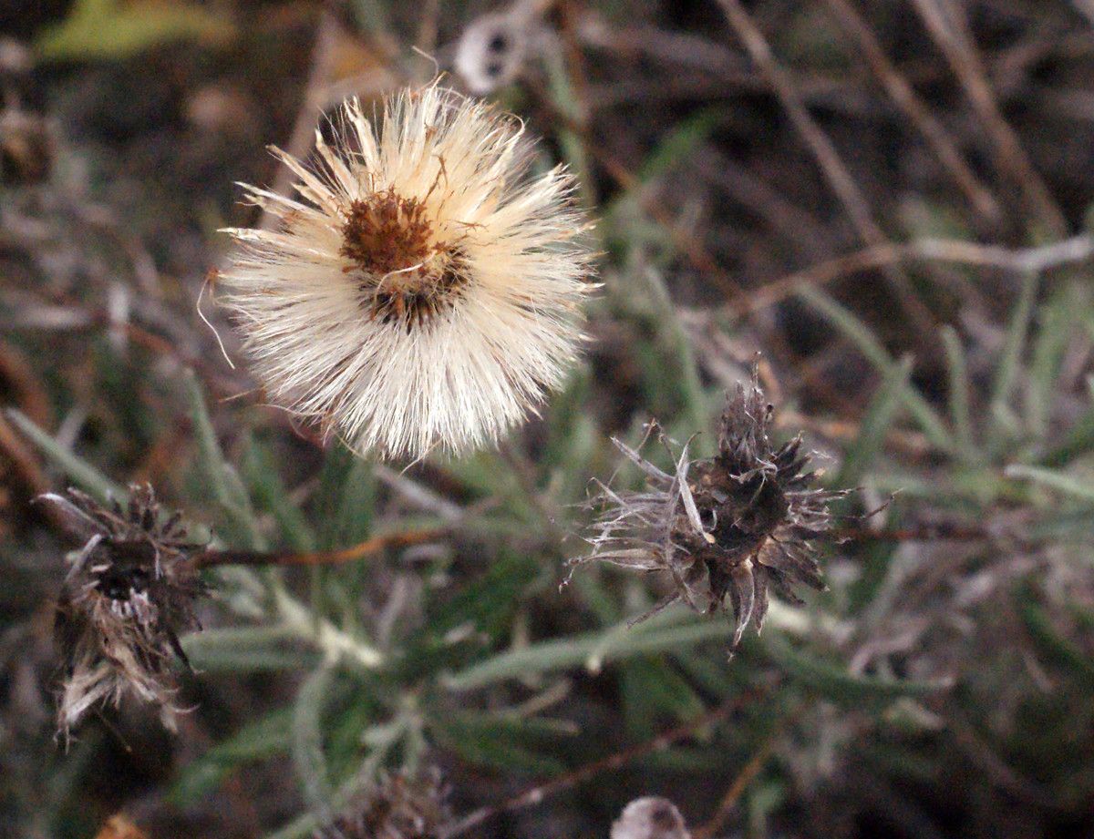 Taken Sep 16, 2014 by Tela Botanica − Liliane Roubaudi (cc-by-sa)