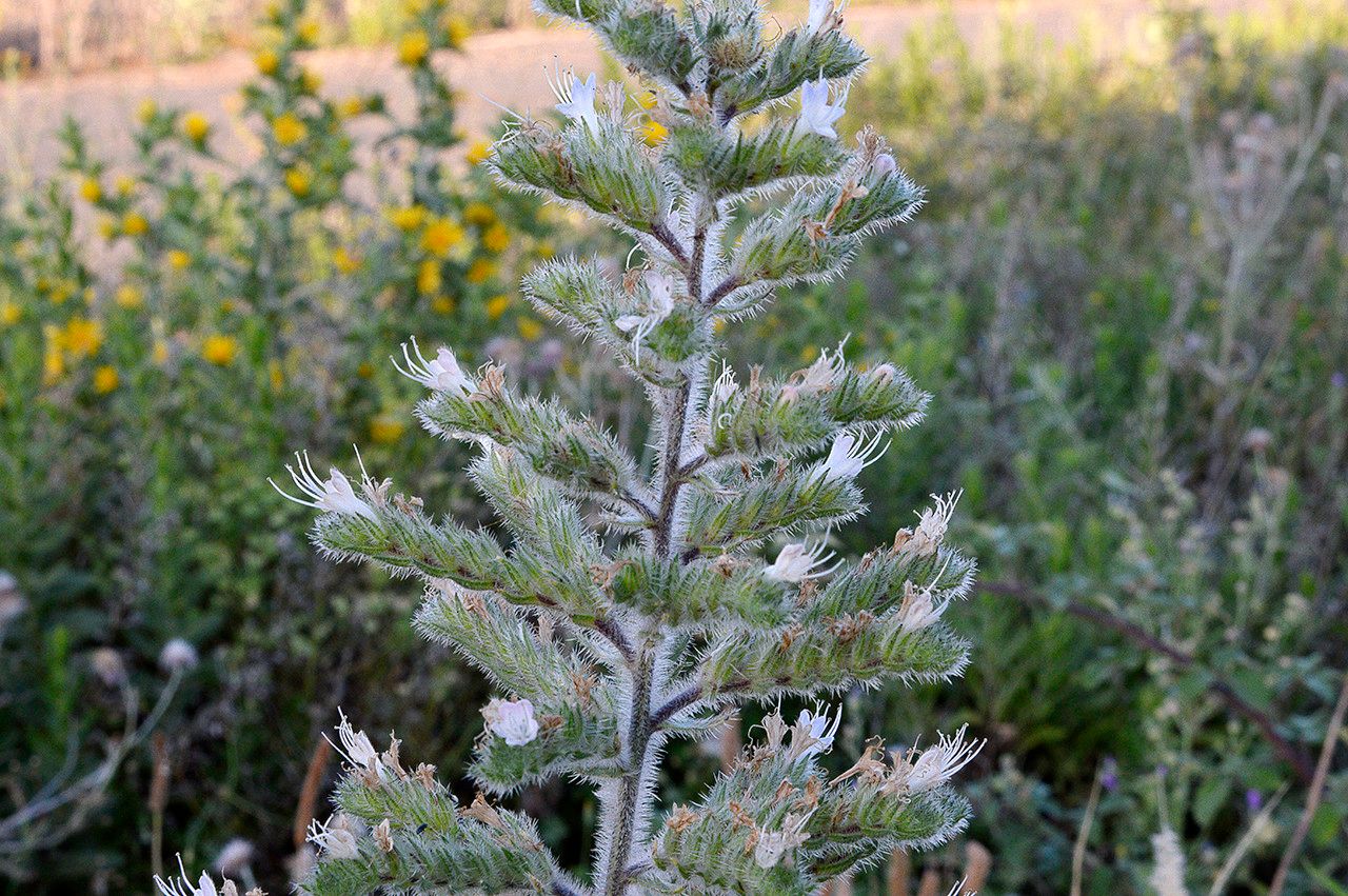 Taken Jun 20, 2014 by Tela Botanica − Patrice GIRAUDEAU (cc-by-sa)