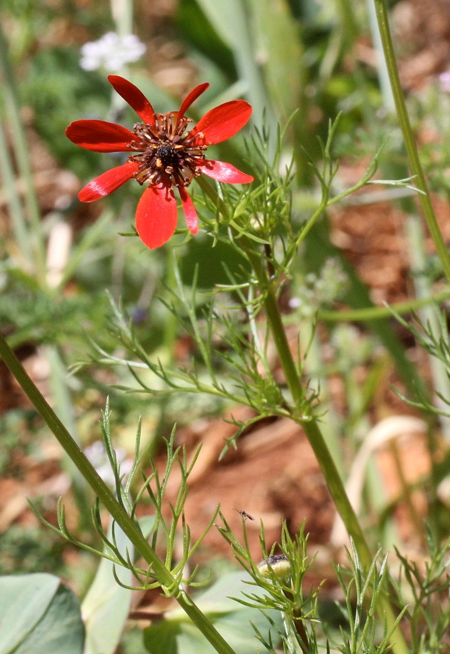 Taken Jun 5, 2014 by Tela Botanica − Marie PORTAS (cc-by-sa)