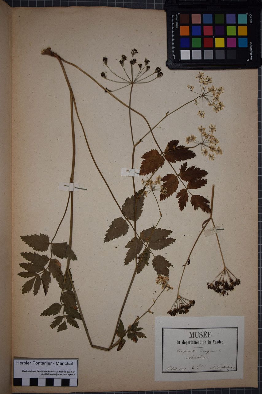 Taken Jun 30, 1851 by Tela Botanica − Herbier PONTARLIER-MARICHAL (cc-by-sa)