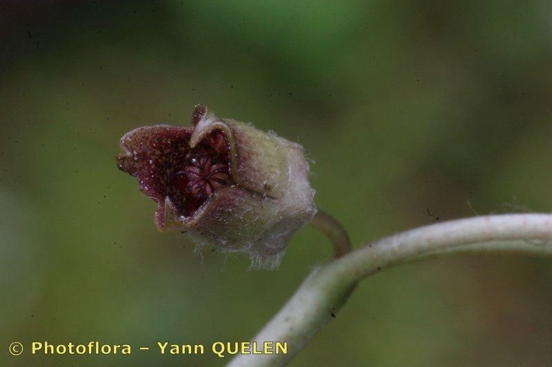 Taken Jul 15, 2006 by Photoflora - Yann QUELEN (©)