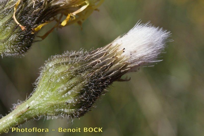 Taken Jul 15, 2014 by Photoflora - Benoit BOCK (©)