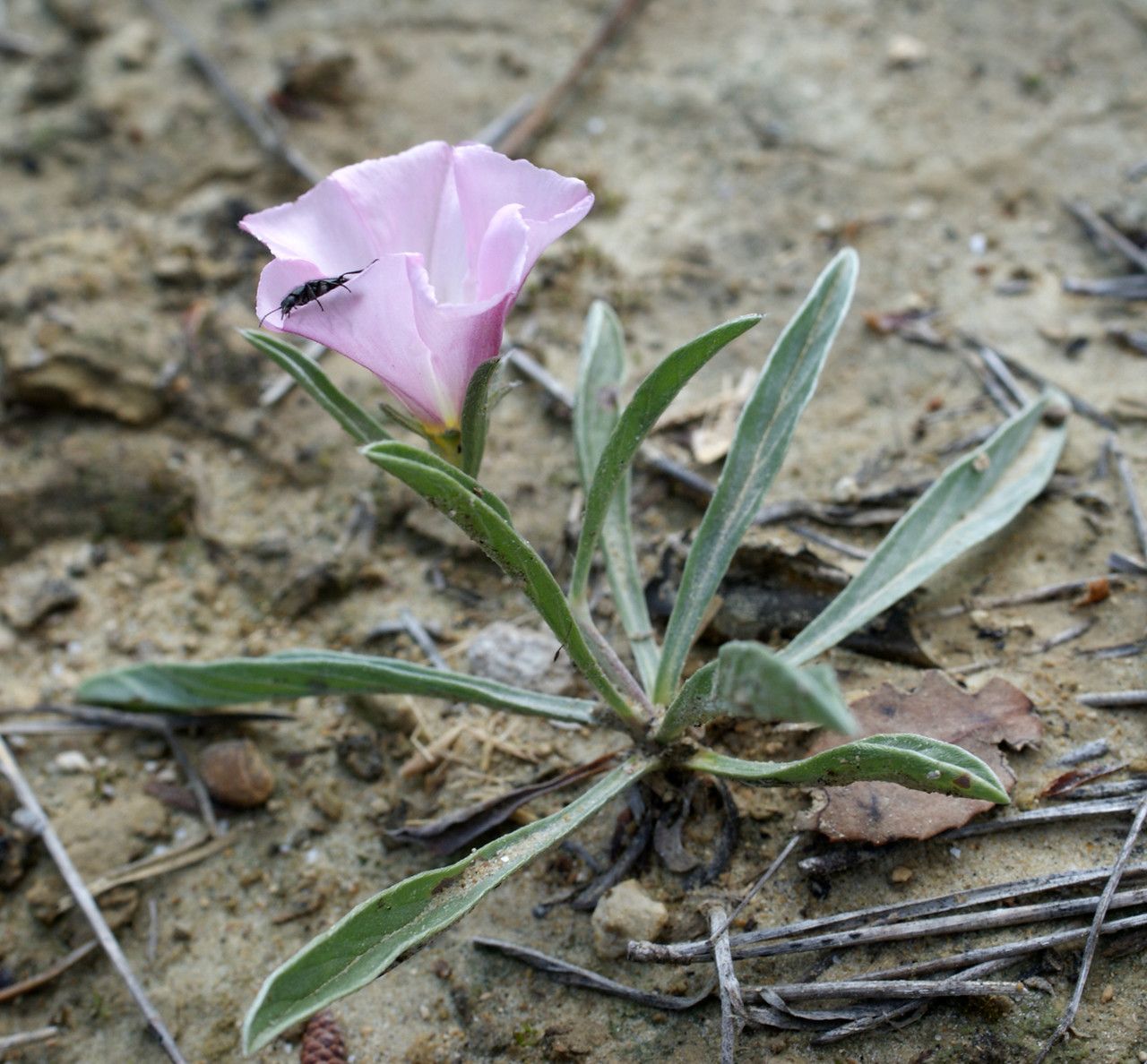 Taken May 23, 2016 by Tela Botanica − Liliane ROUBAUDI (cc-by-sa)