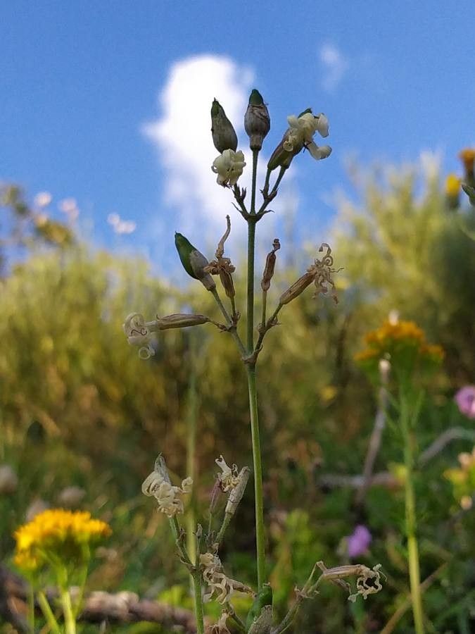 Eurasian catchfly