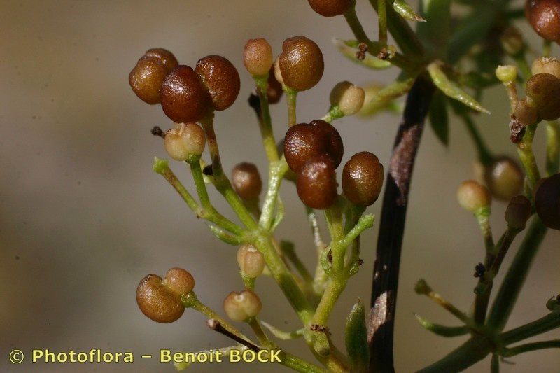 Taken Jul 15, 2005 by Photoflora - Benoit BOCK (©)