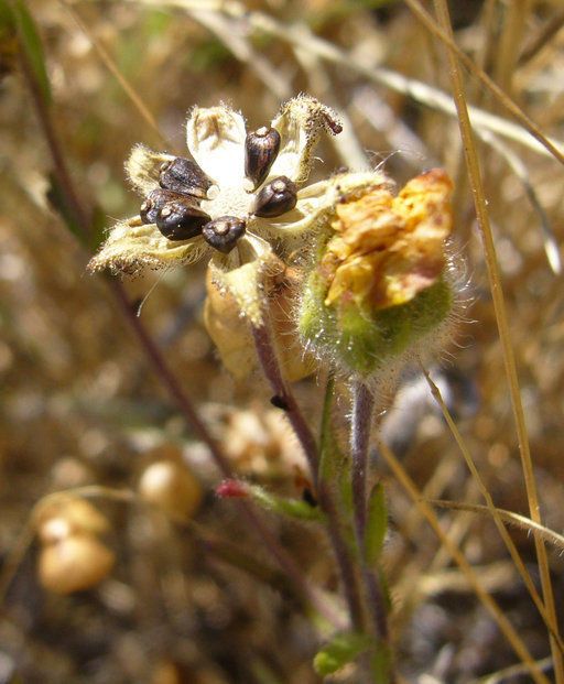 Taken Jun 24, 2010 by EOL − Zoya Akulova (cc-by-nc)