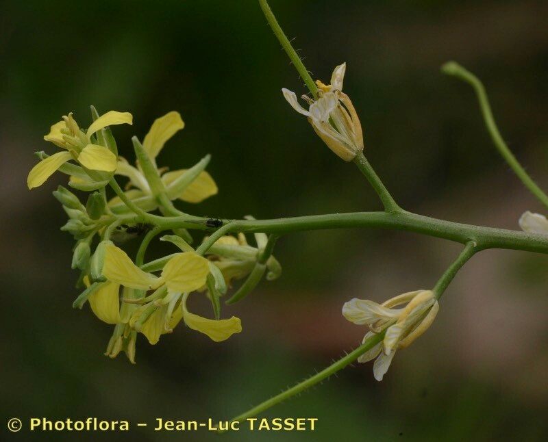 Taken Aug 15, 2005 by Photoflora - Jean-Luc TASSET (©)