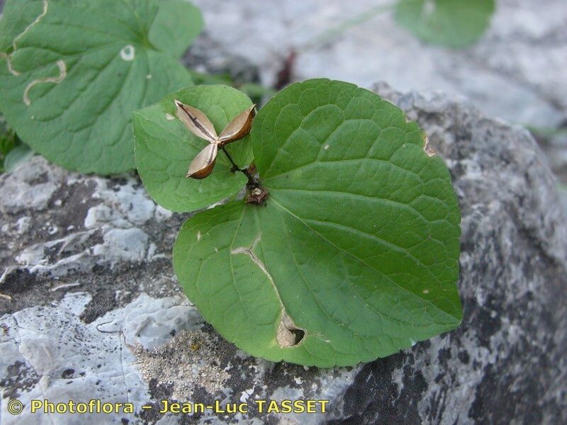 Taken Aug 15, 2003 by Photoflora - Jean-Luc TASSET (©)