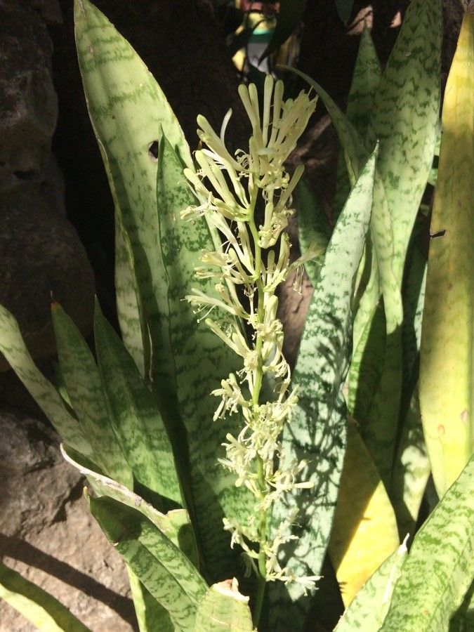 Sansevieria trifasciata Prain, Lengua de suegra (Flora mundial) - Pl@ntNet  identify