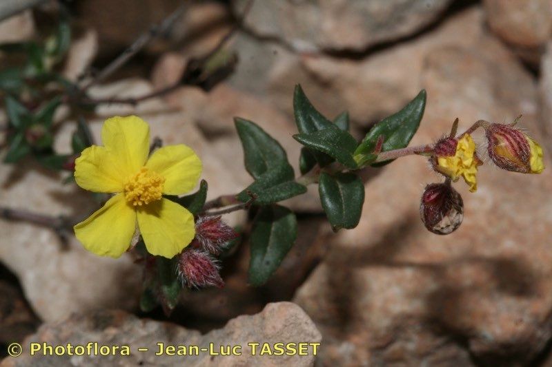 Taken Feb 15, 2008 by Photoflora - Jean-Luc TASSET (©)