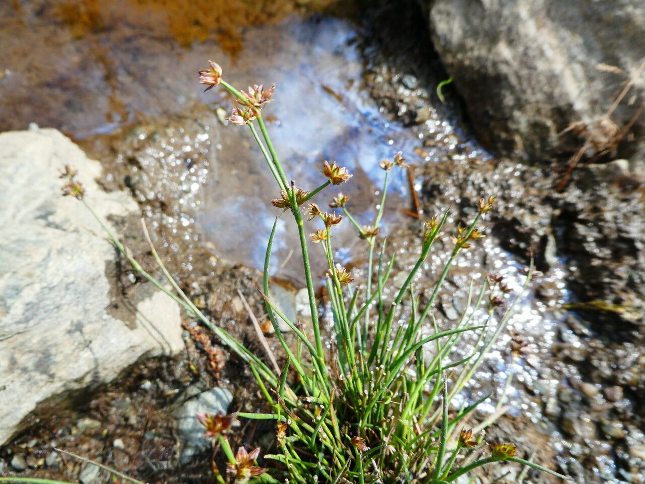 Alpine rush