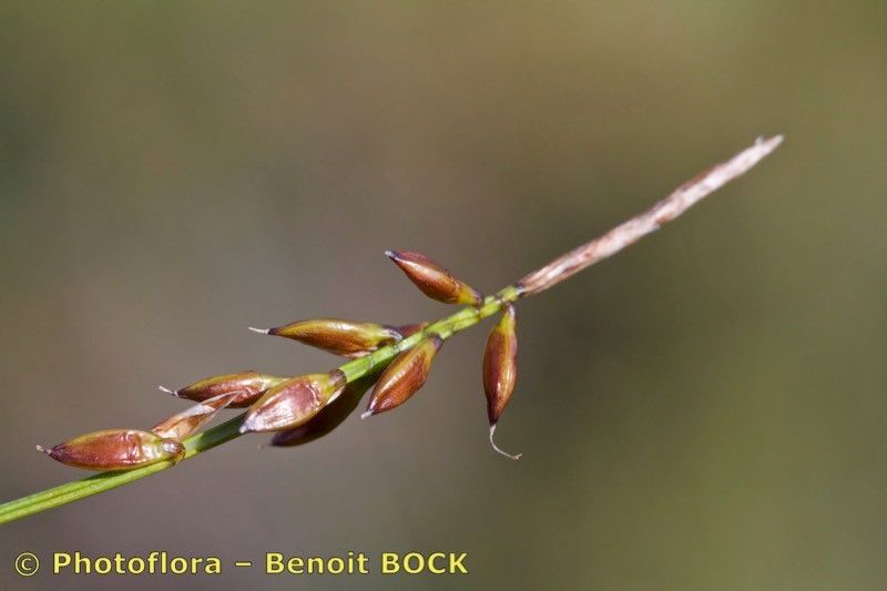 Taken Jul 15, 2015 by Photoflora - Benoit BOCK (©)