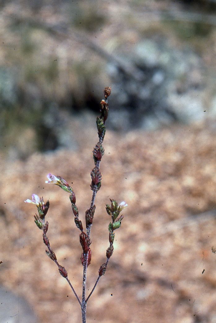 Taken Aug 19, 2005 by Tela Botanica − Liliane ROUBAUDI (cc-by-sa)