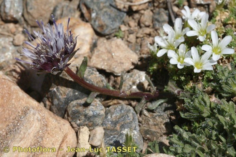 Taken Jul 15, 2006 by Photoflora - Jean-Luc TASSET (©)