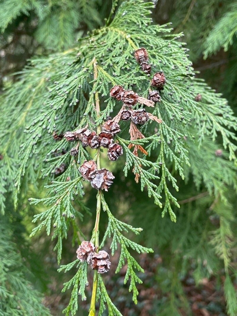 Chamaecyparis lawsoniana (A.Murray bis) Parl., Lawson's cypress (World ...
