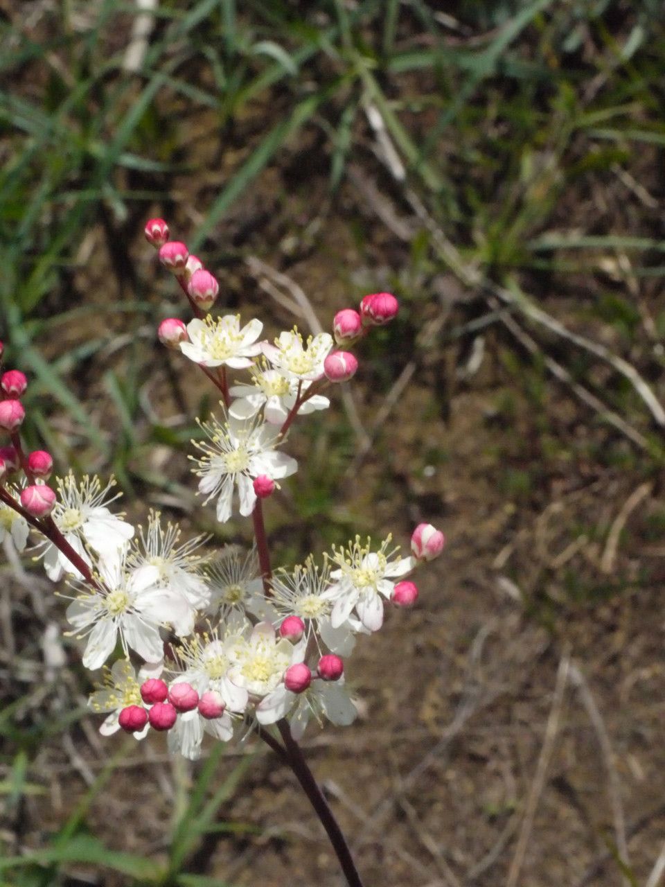 Taken Jun 4, 2013 by Tela Botanica − Liliane Roubaudi (cc-by-sa)