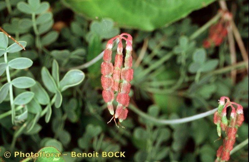 Taken Aug 15, 2001 by Photoflora - Benoit BOCK (©)