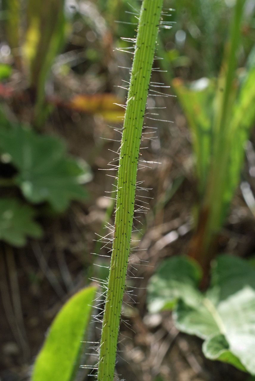 Taken Jun 10, 2014 by Tela Botanica − Liliane Roubaudi (cc-by-sa)