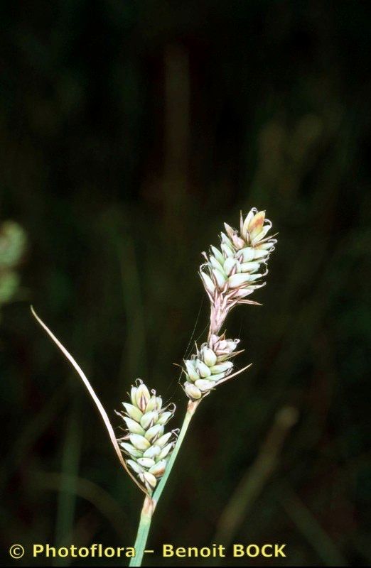 Taken Aug 15, 2001 by Photoflora - Benoit BOCK (©)