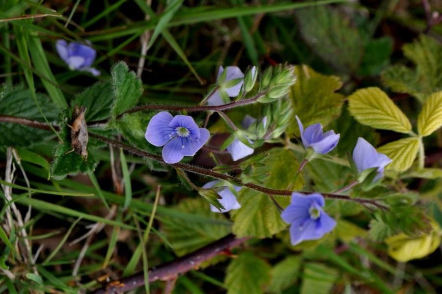 Germander speedwell