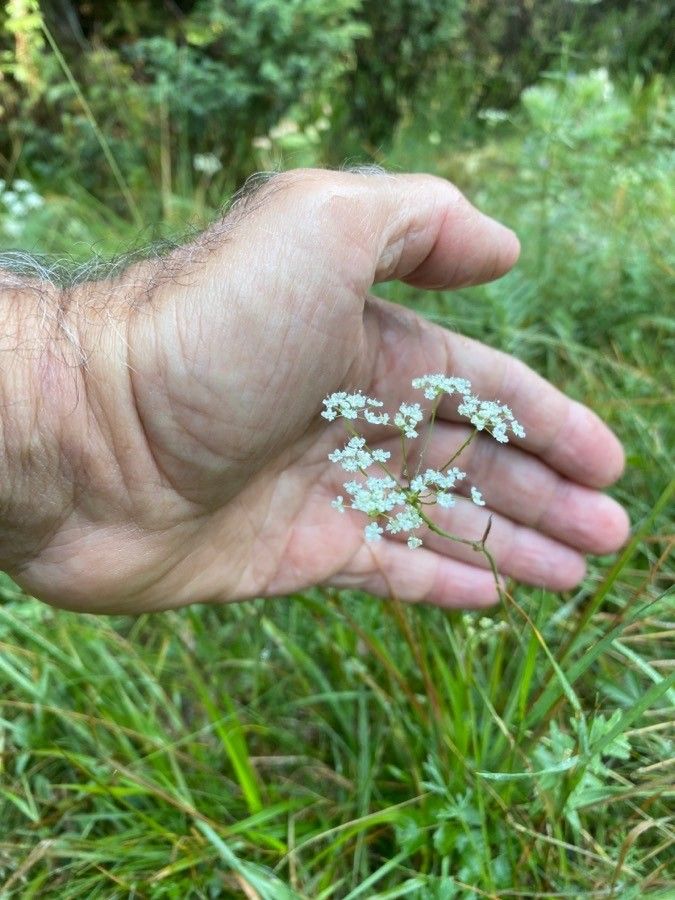 Burnet-saxifrage