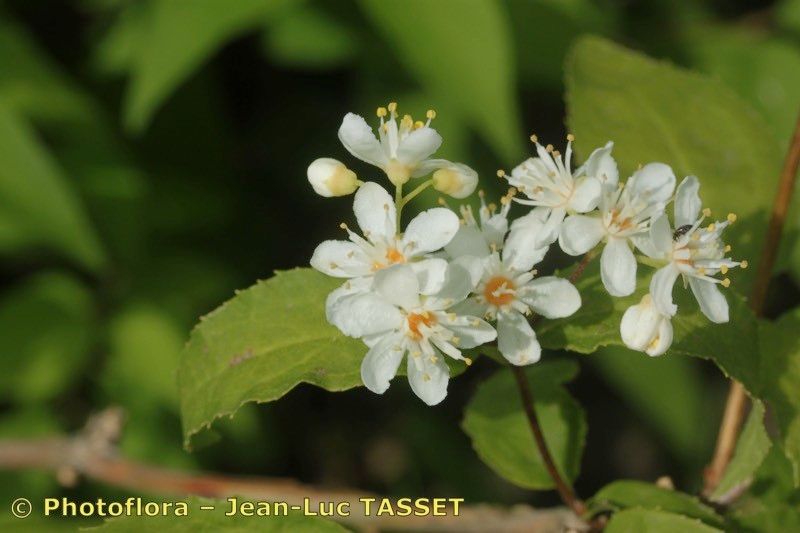 Taken Aug 15, 2013 by Photoflora - Jean-Luc TASSET (©)