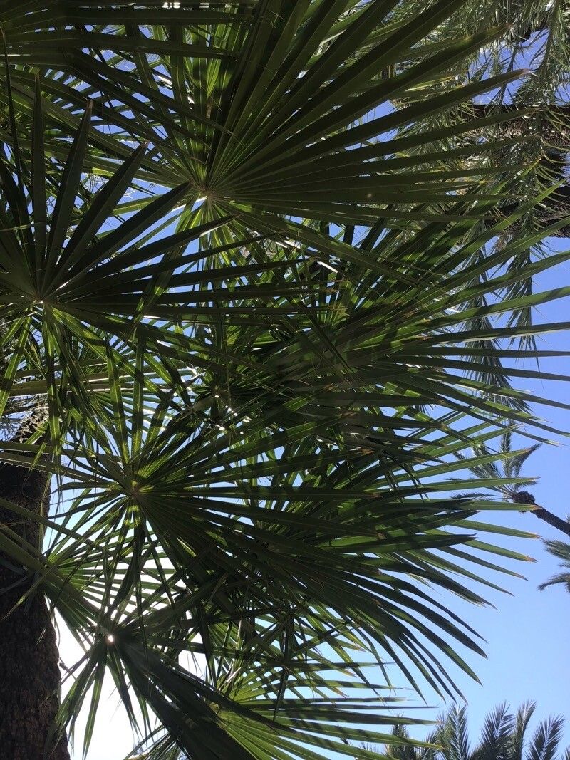 Carnauba wax palm, plant