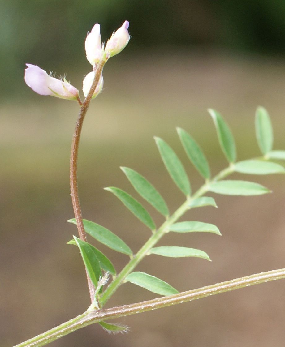 Taken May 8, 2016 by Tela Botanica − Liliane ROUBAUDI (cc-by-sa)