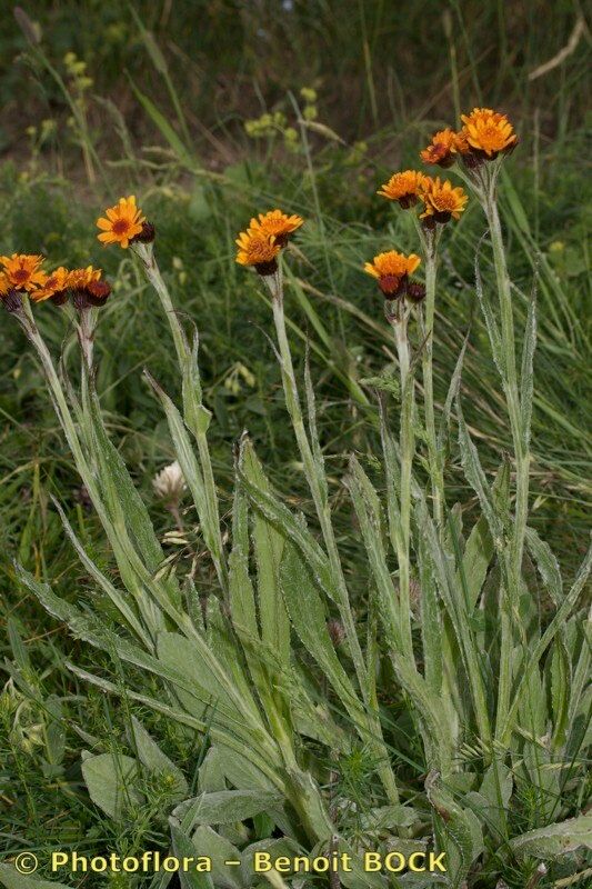 Taken Jul 15, 2008 by Photoflora - Benoit BOCK (©)