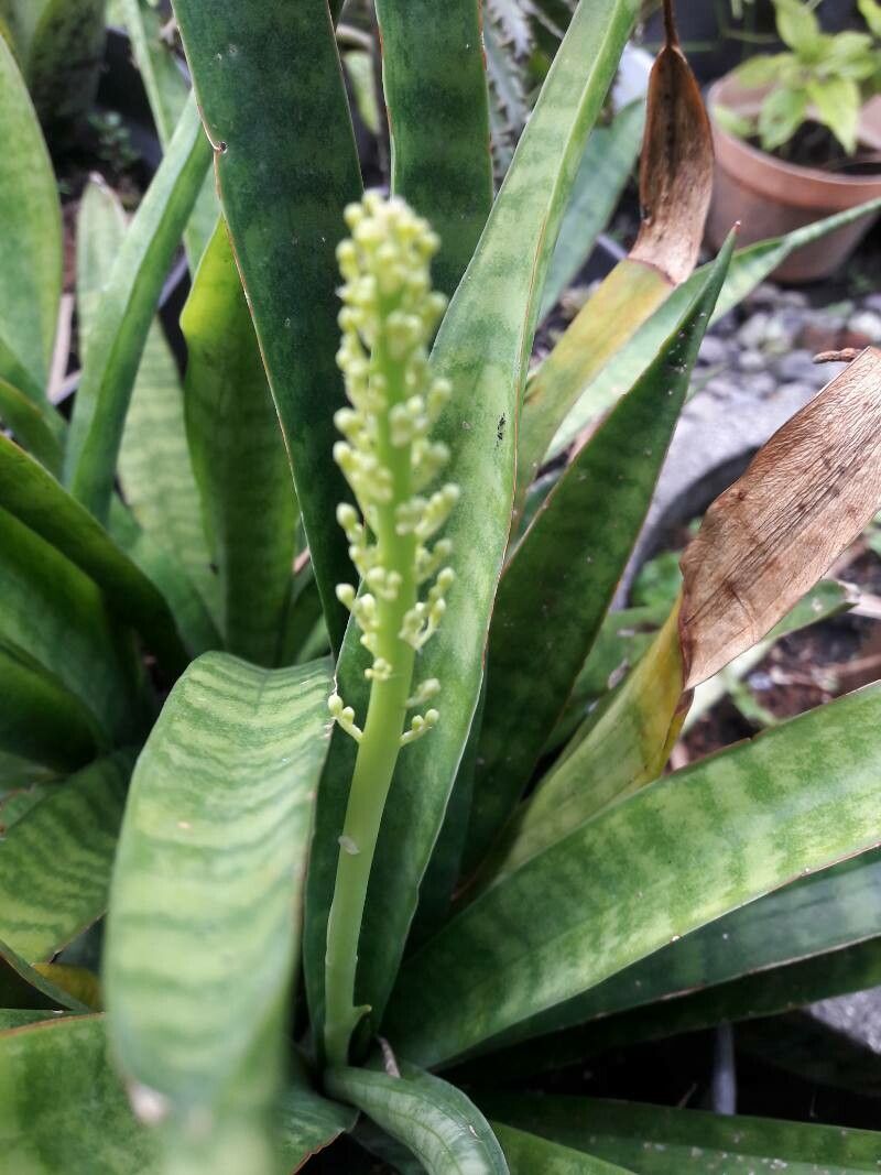 Sansevieria hyacinthoides (L.) Druce, Espada de São Jorge (Flora mundial) -  Pl@ntNet identify