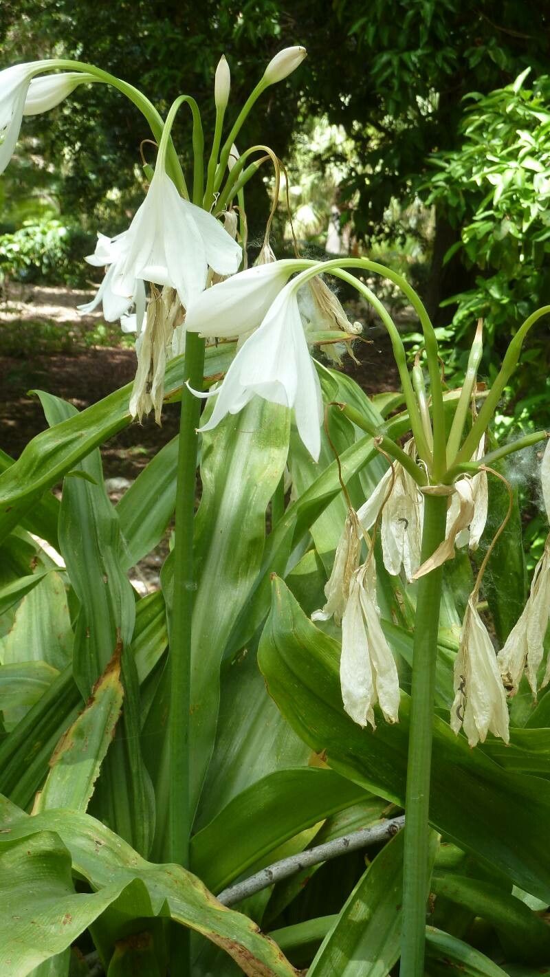 Crinum moorei ., Azucena (Flora mundial) - Pl@ntNet identify