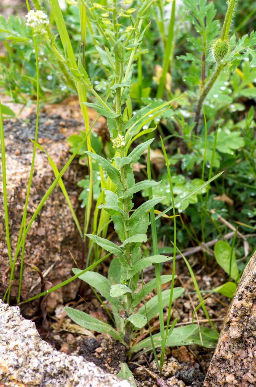 Taken May 27, 2014 by Tela Botanica − Jean-Jacques HOUDRÉ (cc-by-sa)