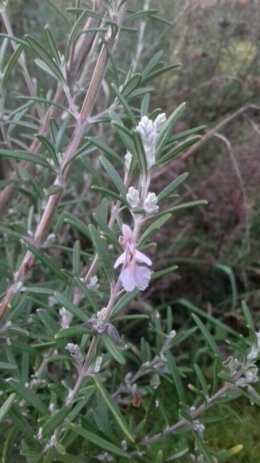 Le romarin - Tout sur le romarin officinal (Rosmarinus officinalis)