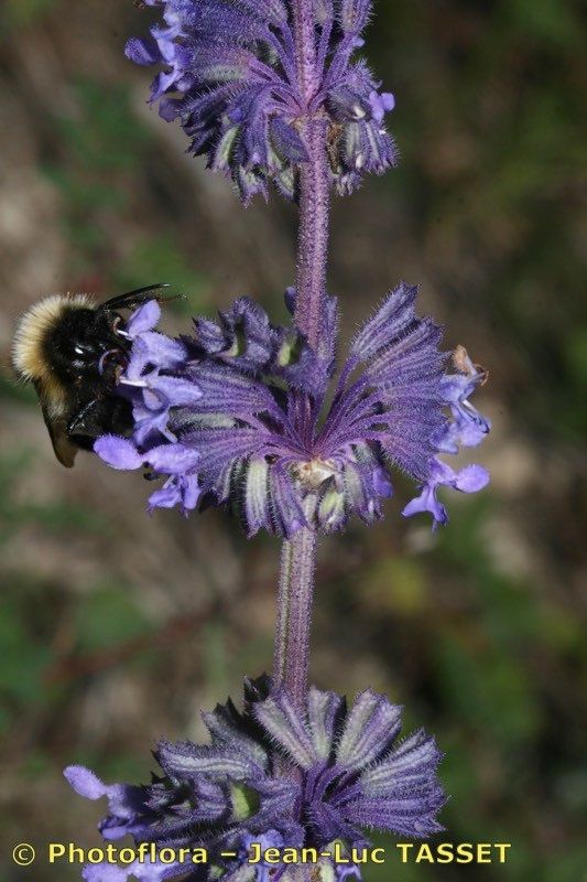 Taken Aug 15, 2010 by Photoflora - Jean-Luc TASSET (©)