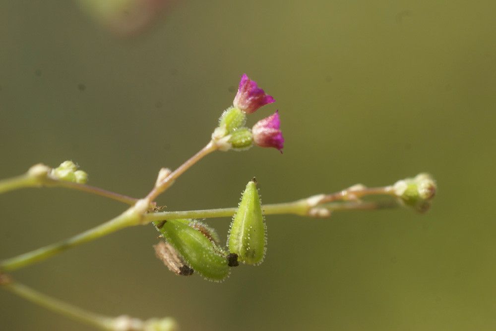 Taken Dec 9, 2007 by Tela Botanica − Liliane Roubaudi (cc-by-sa)