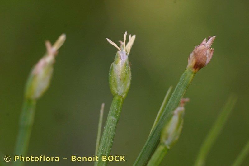 Taken Aug 15, 2005 by Photoflora - Benoit BOCK (©)