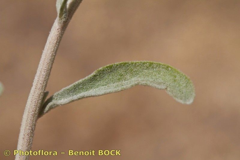 Taken Feb 15, 2017 by Photoflora - Benoit BOCK (©)