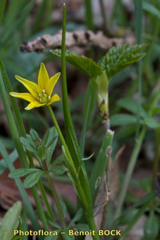 Taken Apr 15, 2012 by Photoflora - Benoit BOCK (©)