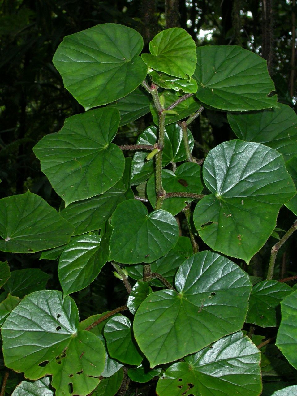 Begonia obliqua L. (Flora mundial) - Pl@ntNet identify