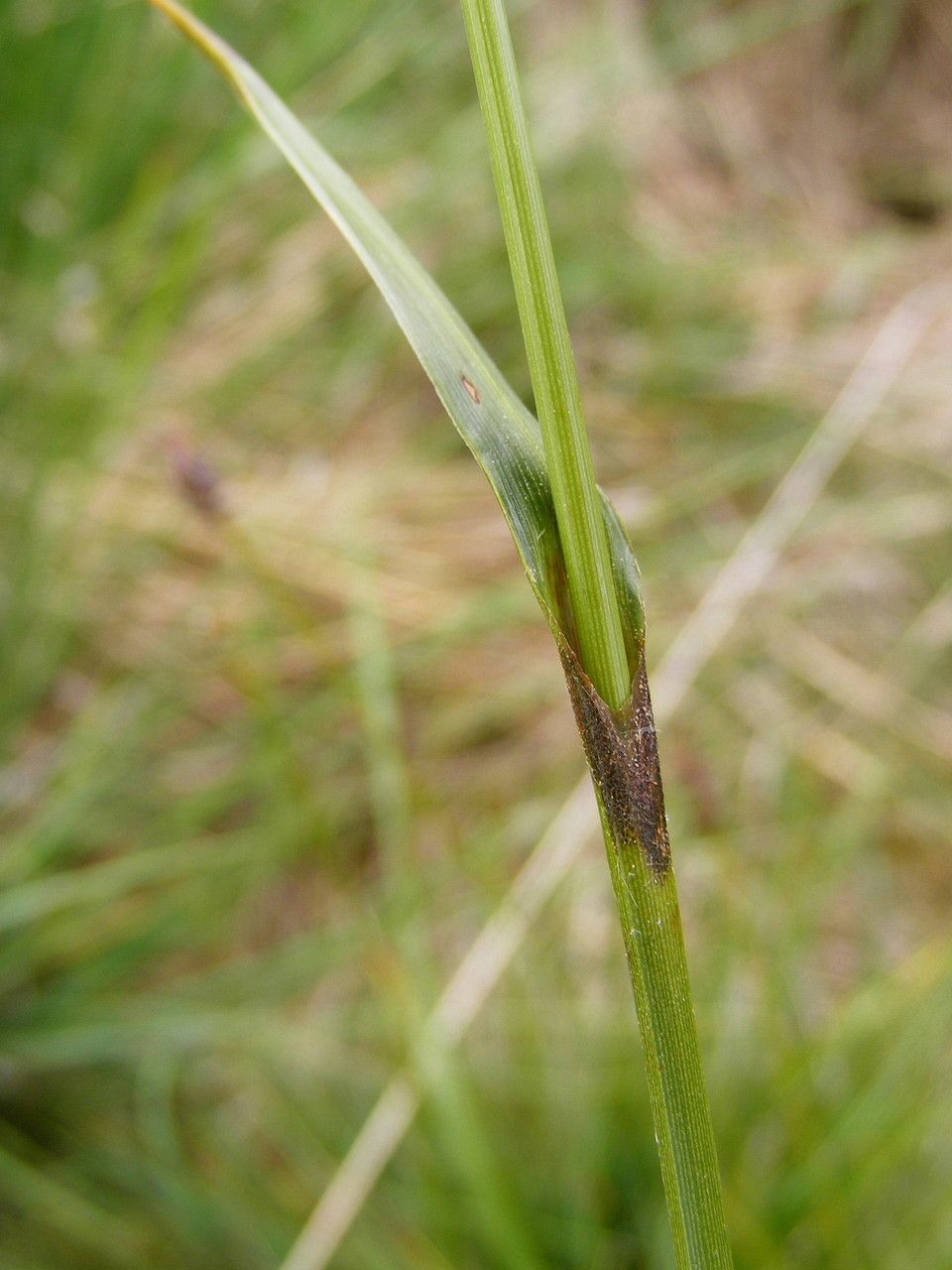 Taken Jun 26, 2014 by Tela Botanica − Jean-Claude CALAIS (cc-by-sa)