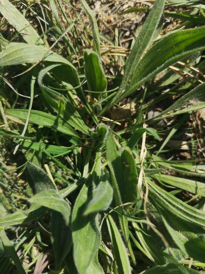 Plantago argentea Chaix